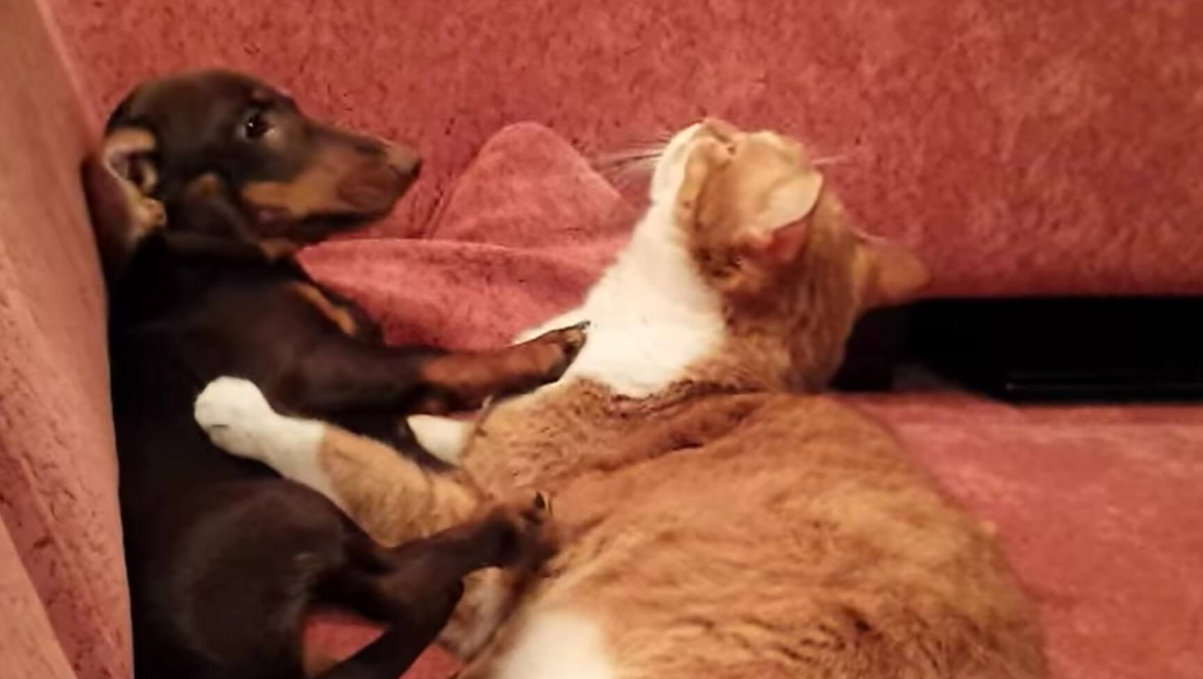 ダックスフンド,動画