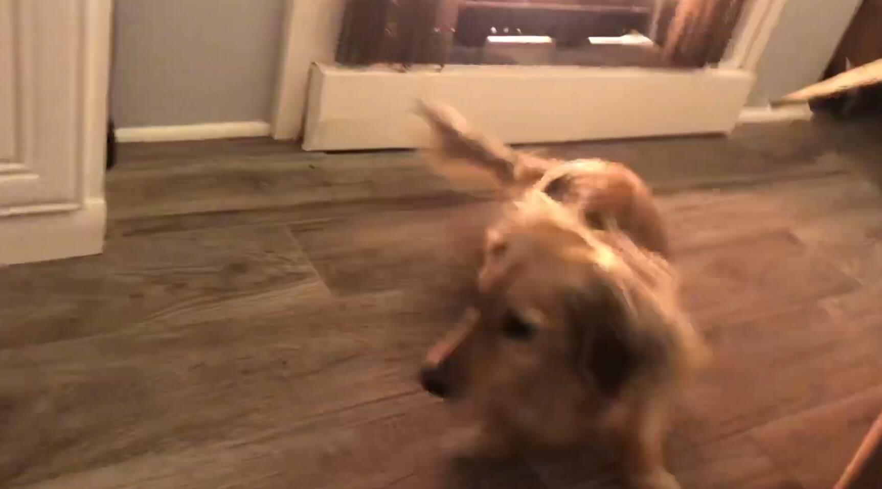 ダックスフンド,動画