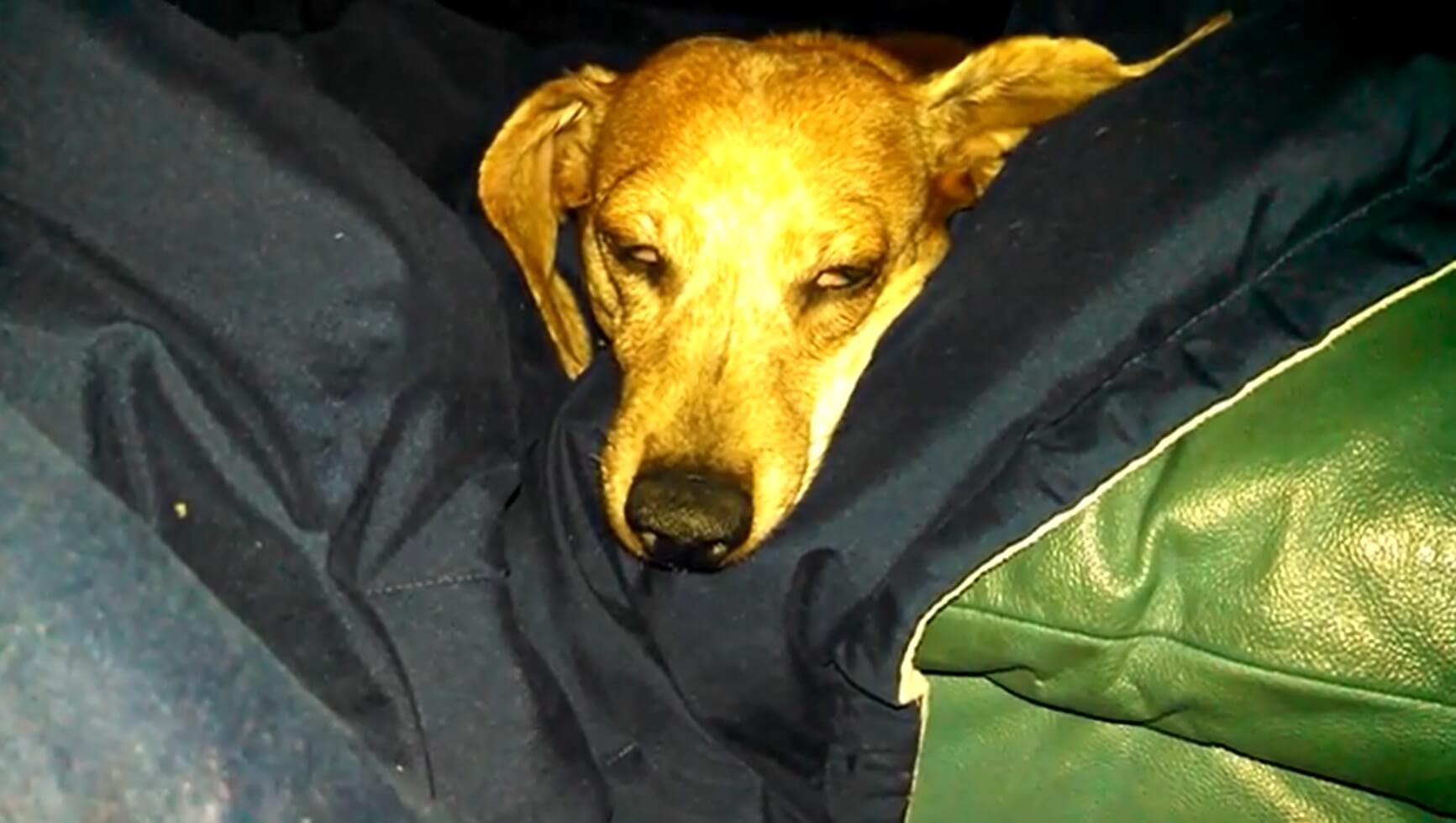 ダックスフンド,動画