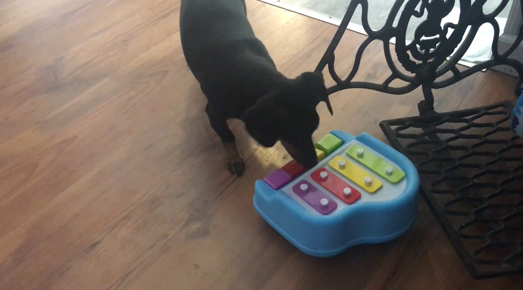 ダックスフンド,動画