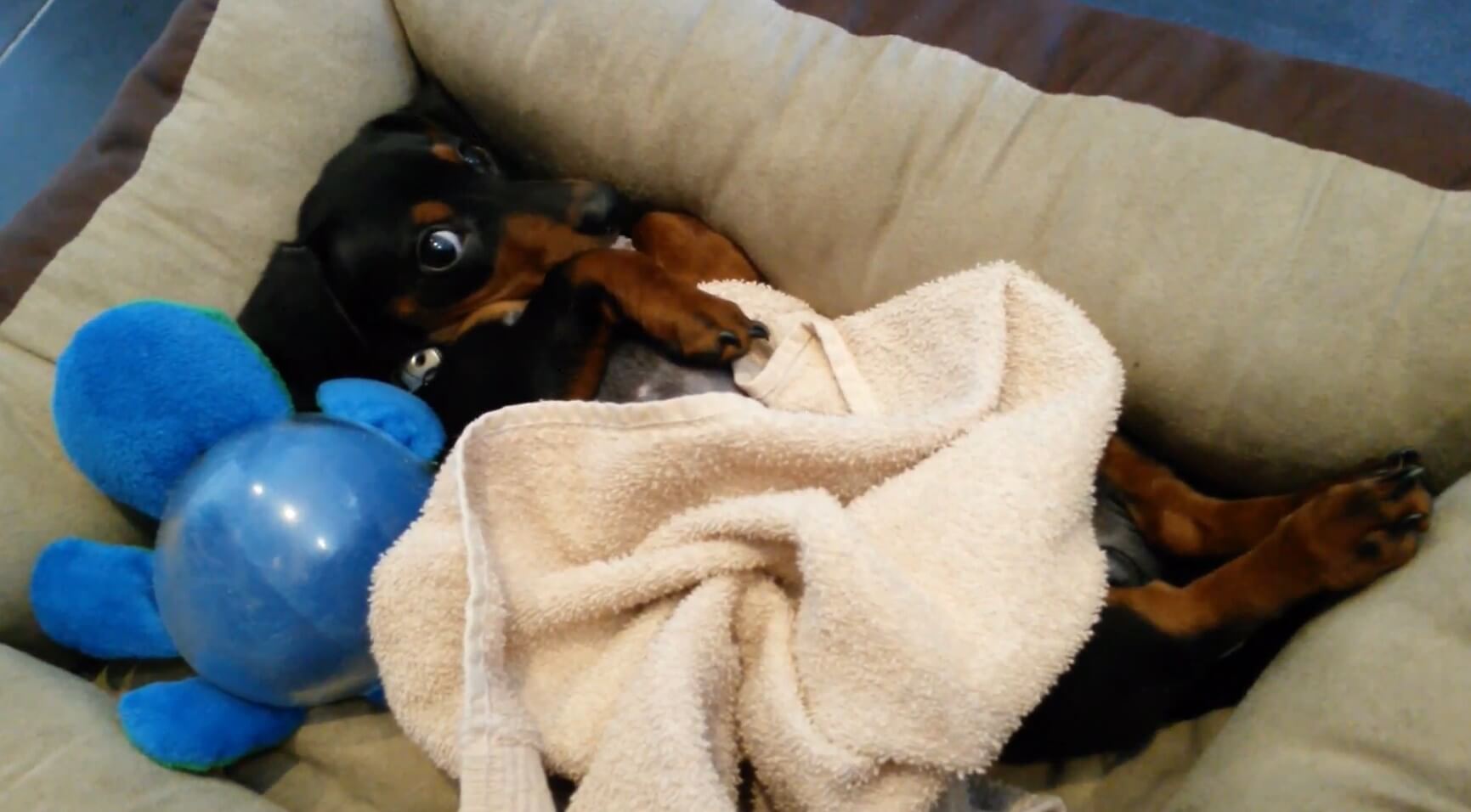 ダックスフンド,動画