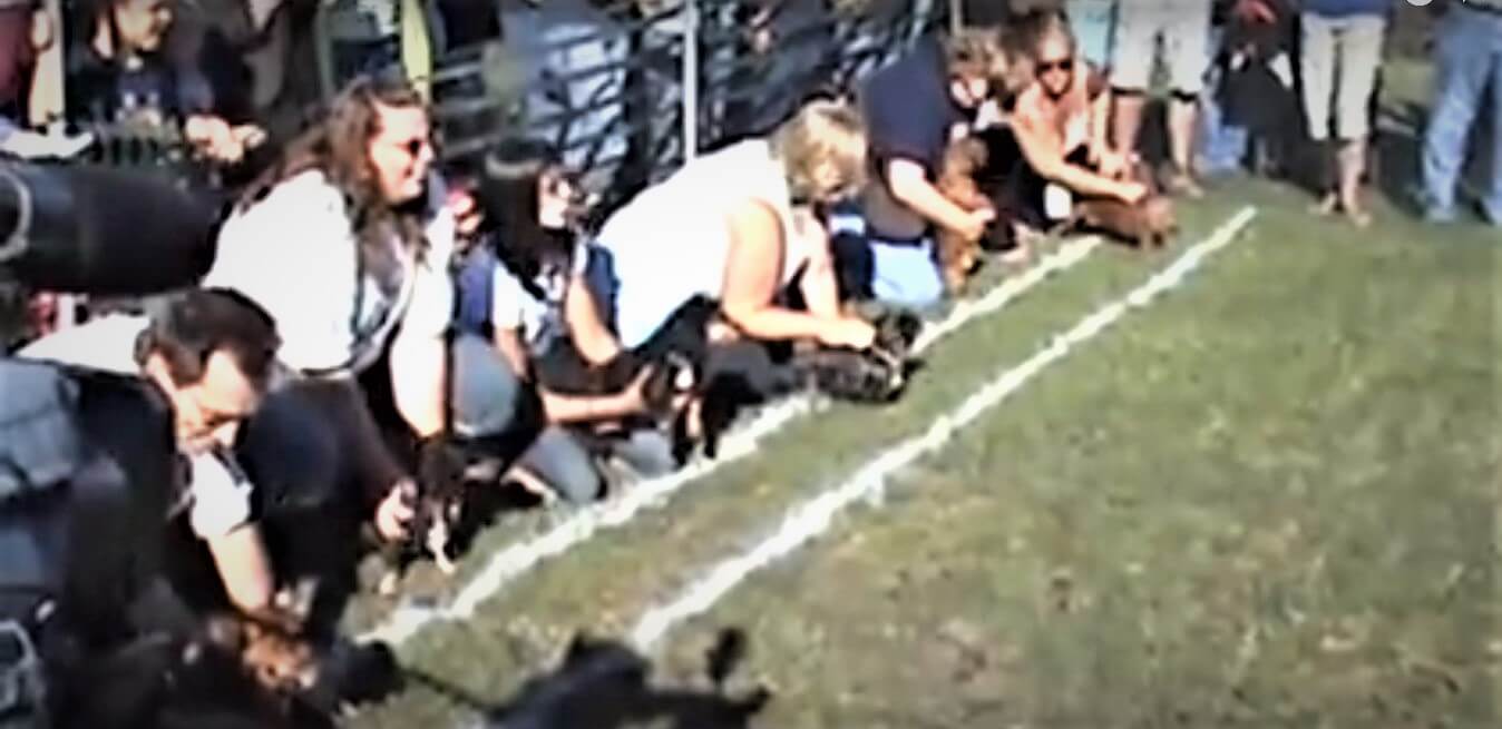 ダックスフンド,動画