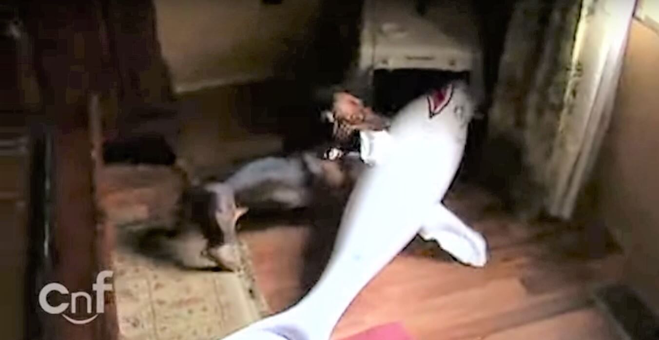 ダックスフンド,動画