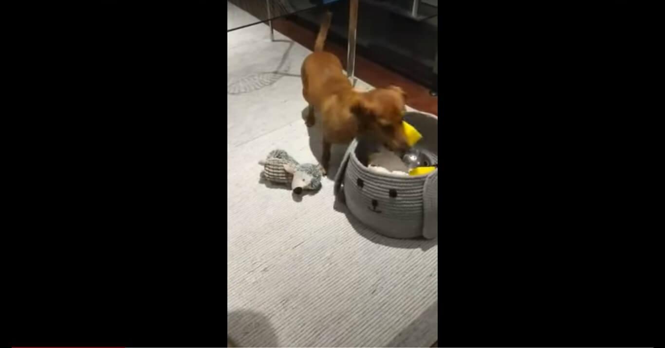 ダックスフンド,動画