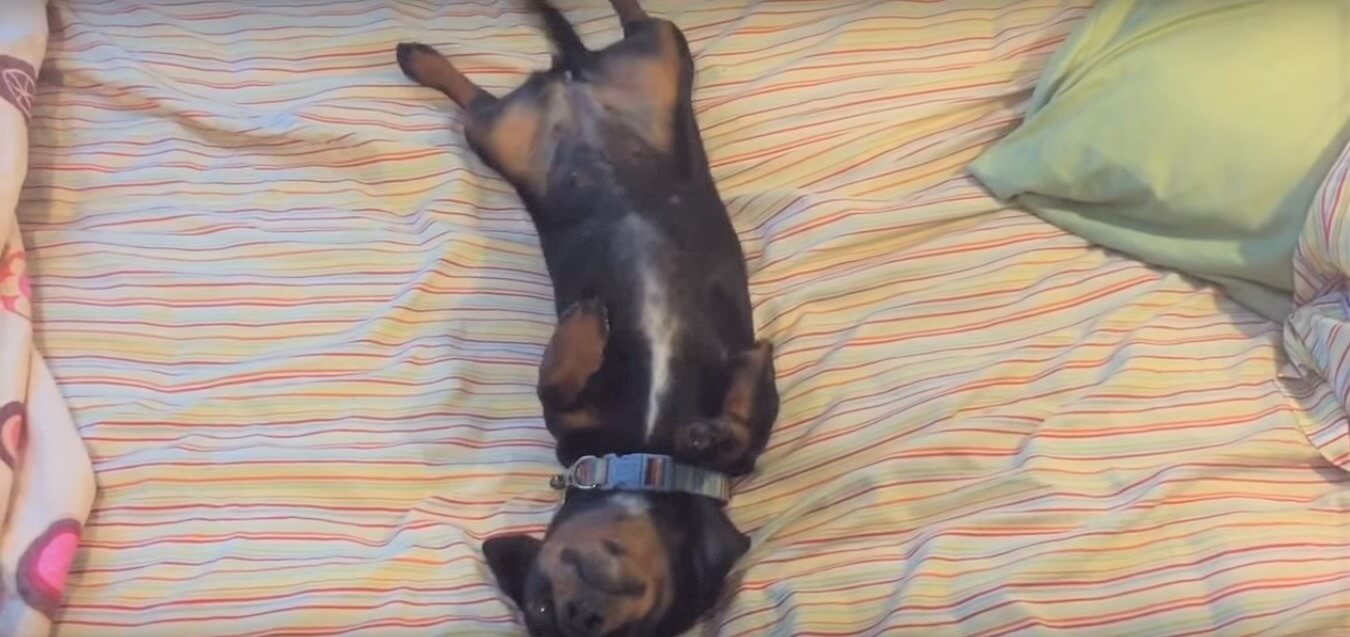 ダックスフンド,動画