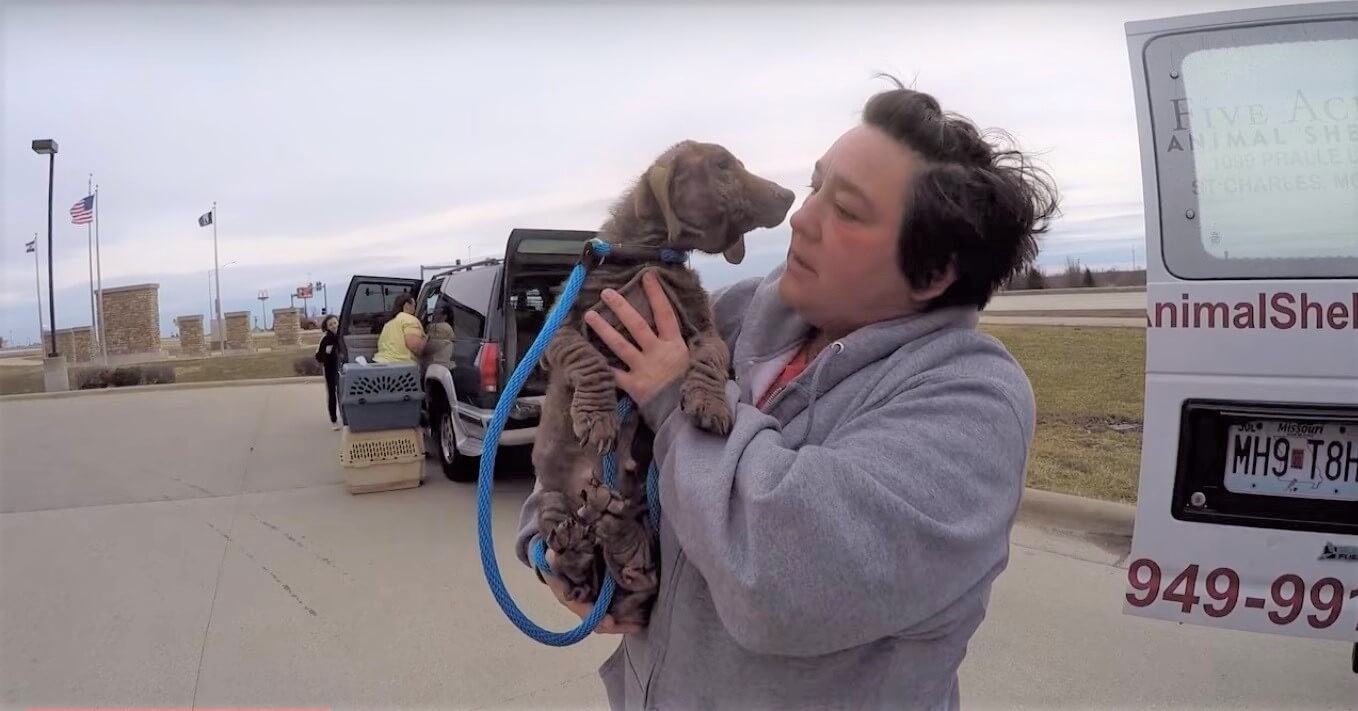 ダックスフンド,動画