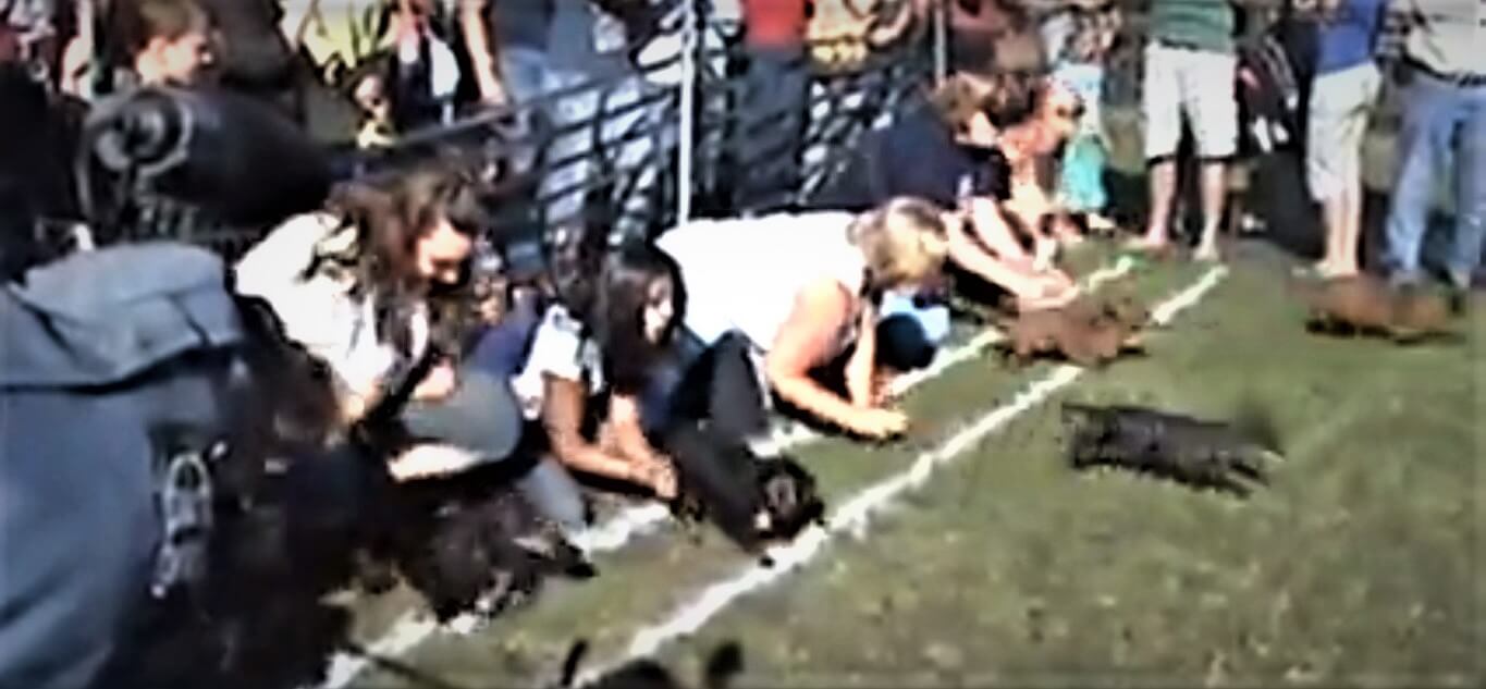 ダックスフンド,動画