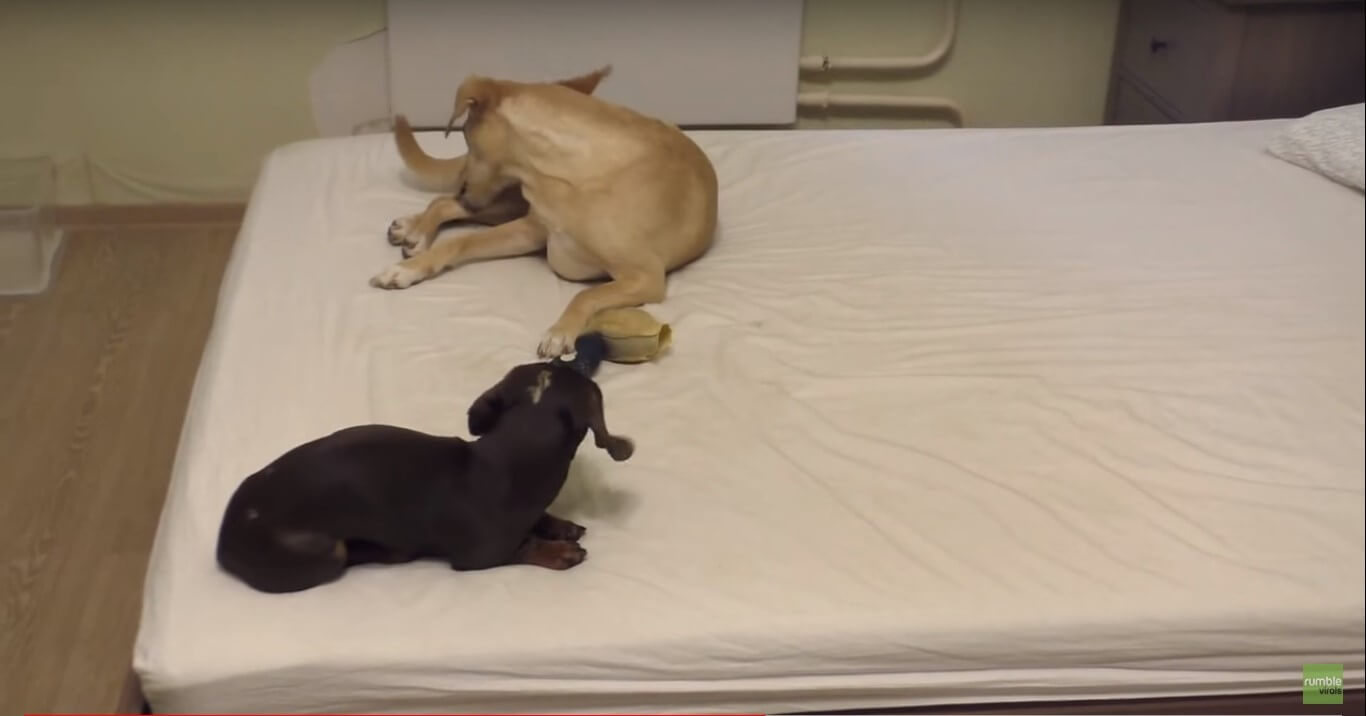 ダックスフンド,動画