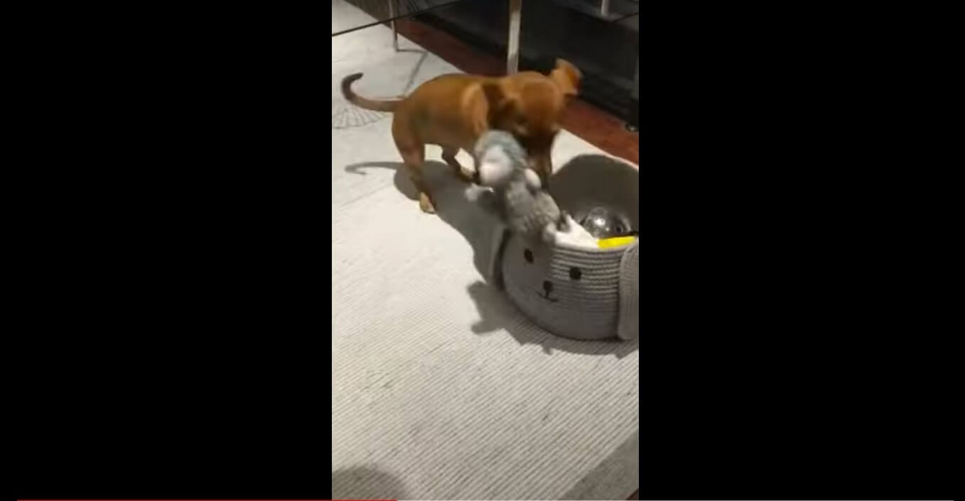 ダックスフンド,動画