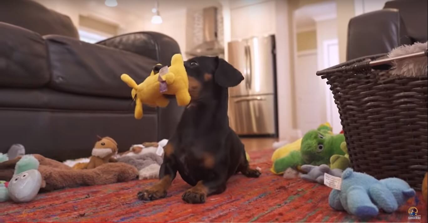 ダックスフンド,動画