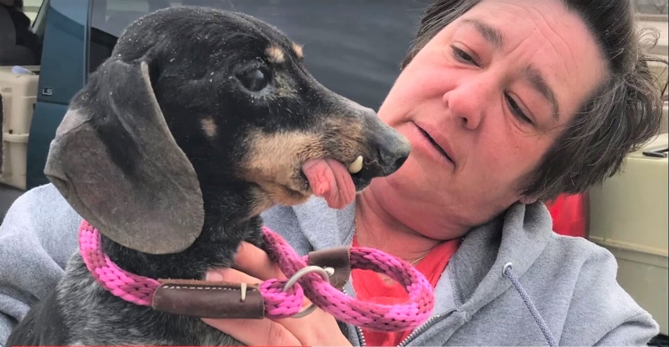 ダックスフンド,動画