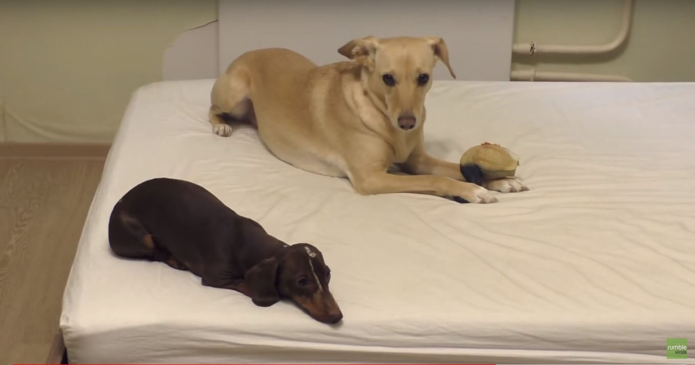 ダックスフンド,動画