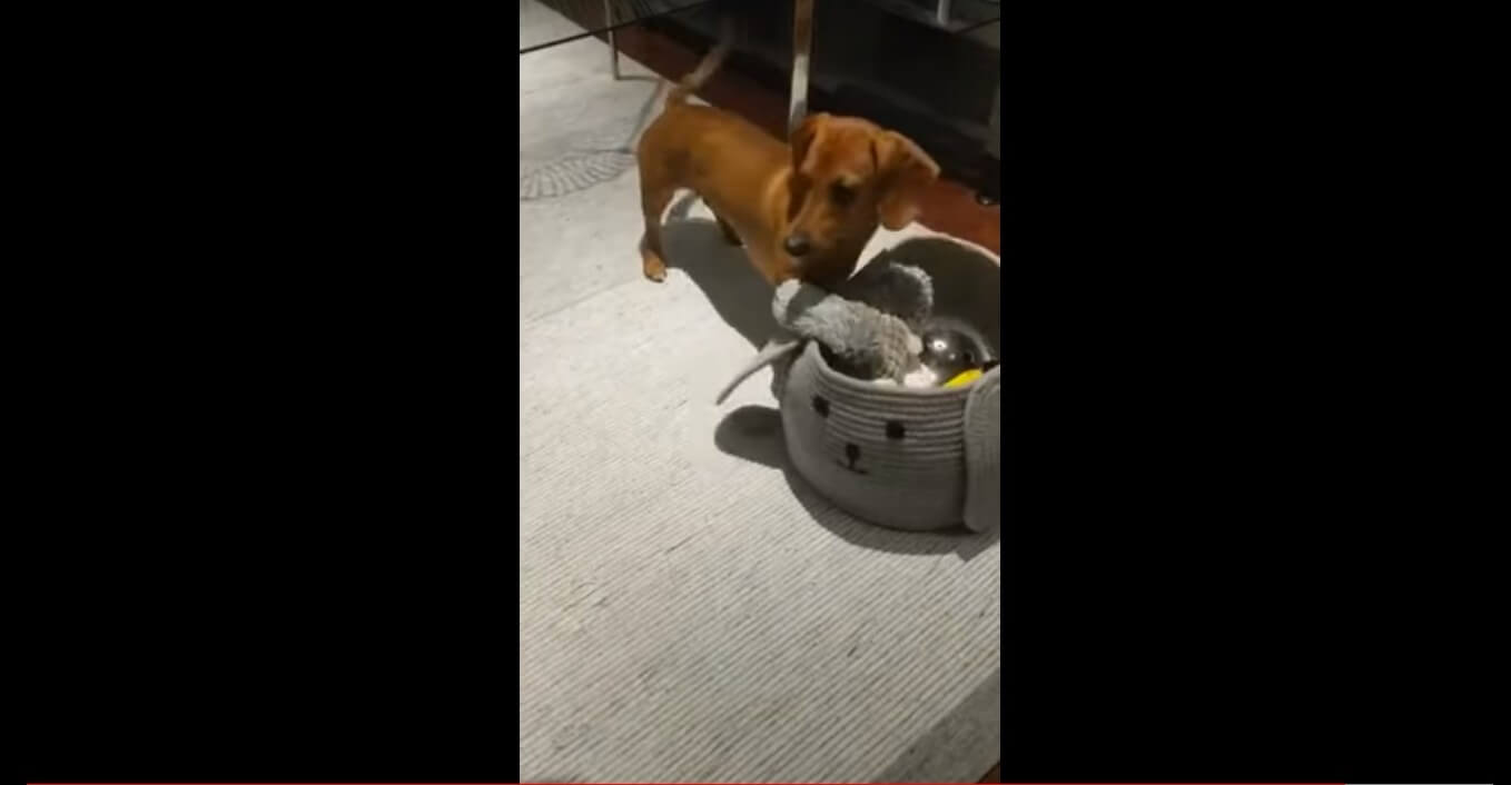 ダックスフンド,動画