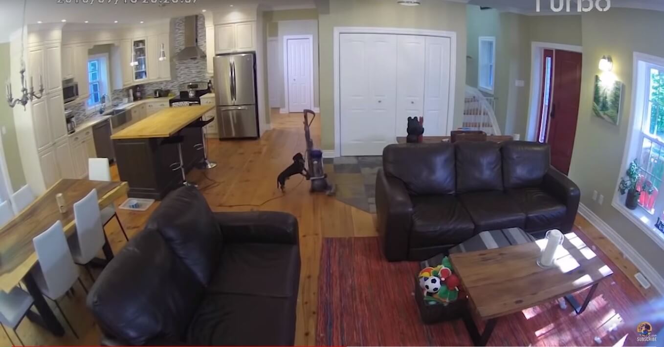 ダックスフンド,動画