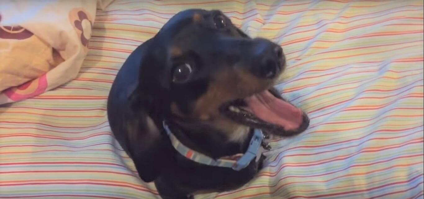 ダックスフンド,動画