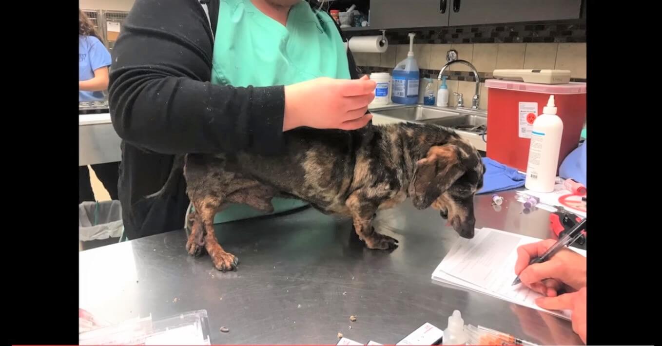 ダックスフンド,動画