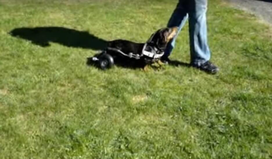 ダックスフンド,動画