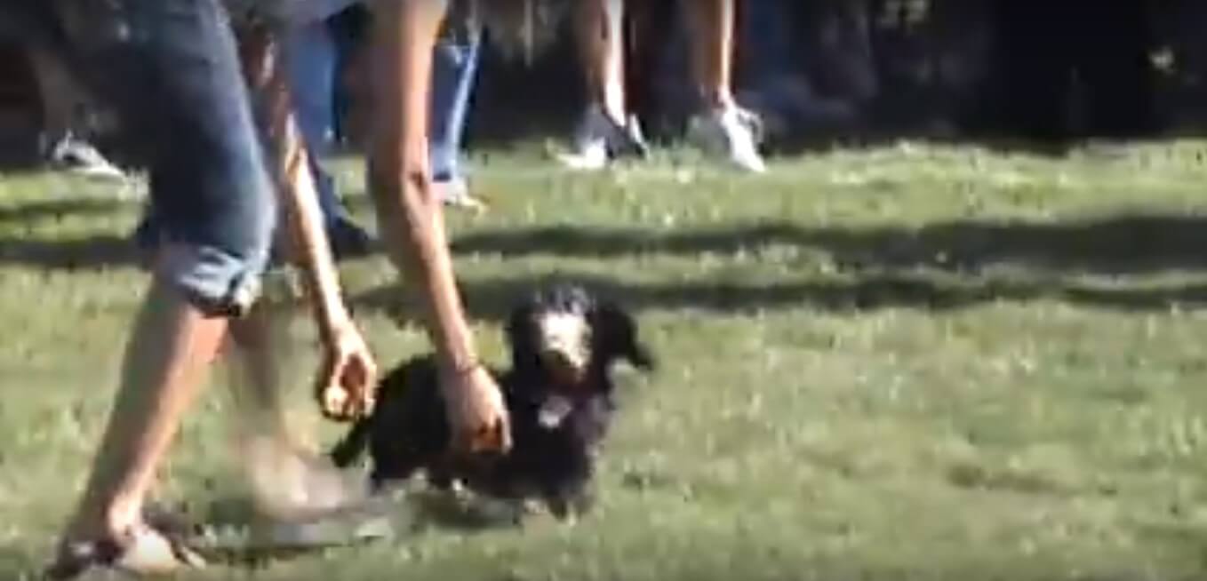 ダックスフンド,動画