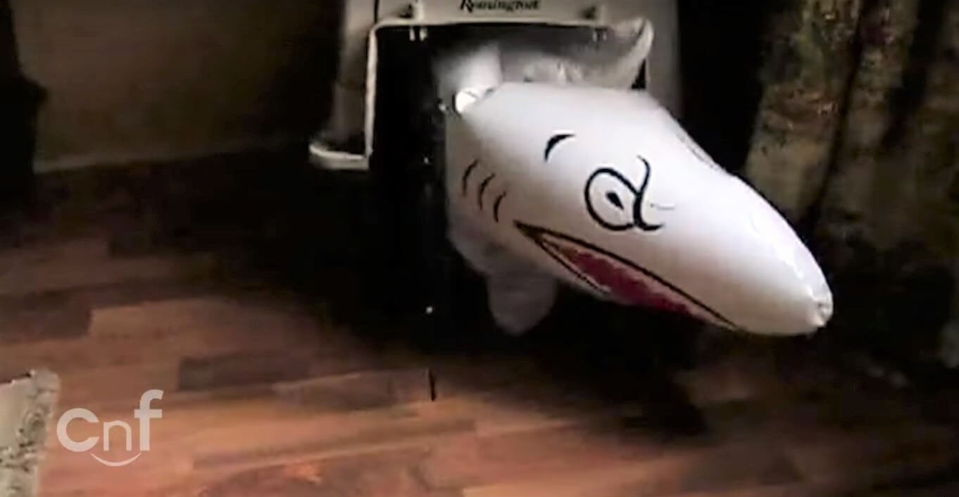 ダックスフンド,動画