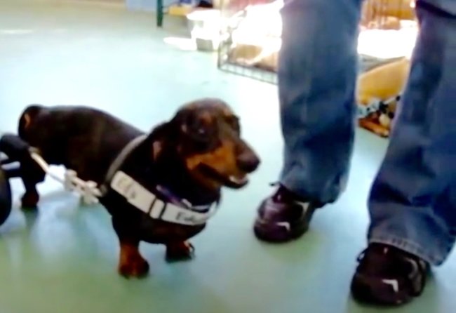 ダックスフンド,動画