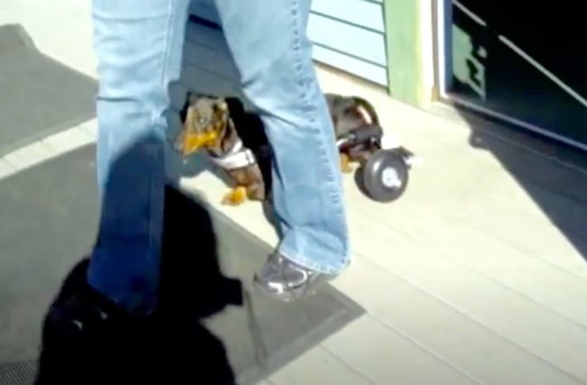 ダックスフンド,動画