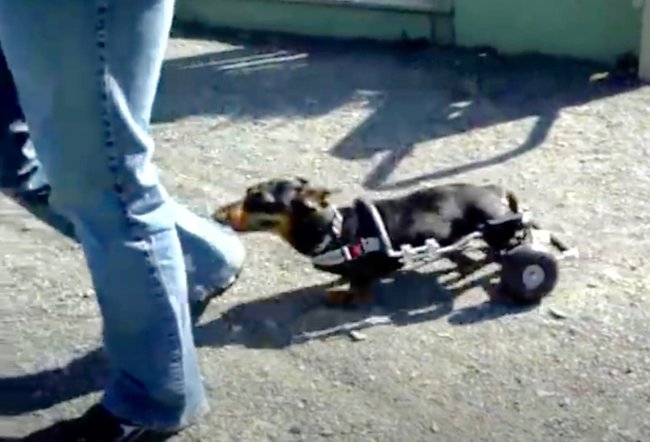 ダックスフンド,動画