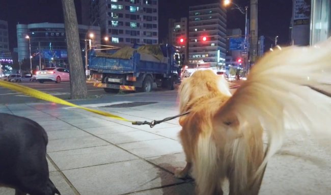 ダックスフンド,動画