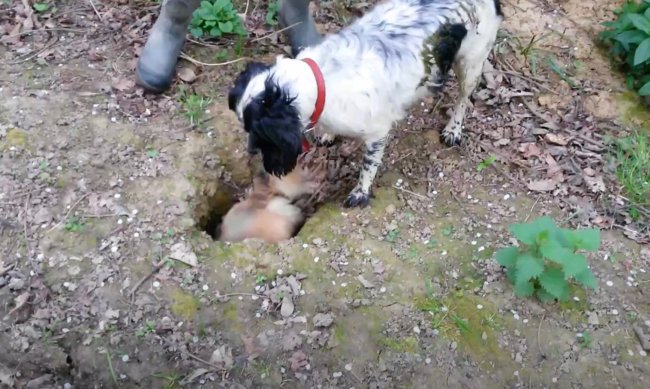 ダックスフンド,動画