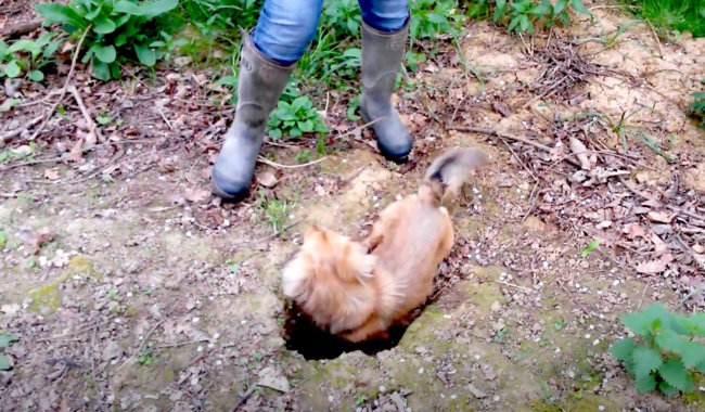 ダックスフンド,動画