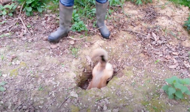 ダックスフンド,動画