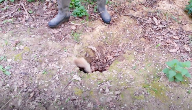 ダックスフンド,動画