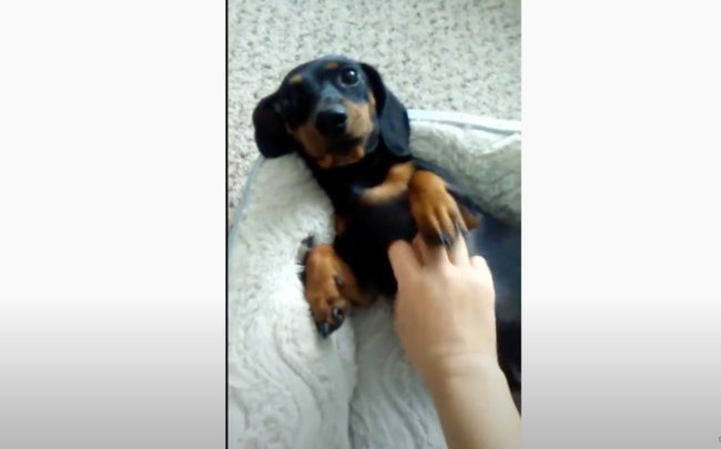 ダックスフンド,動画