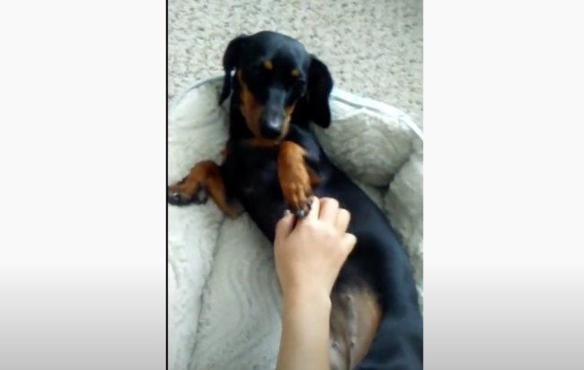 ダックスフンド,動画