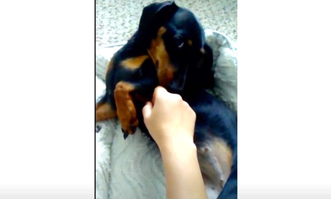 ダックスフンド,動画