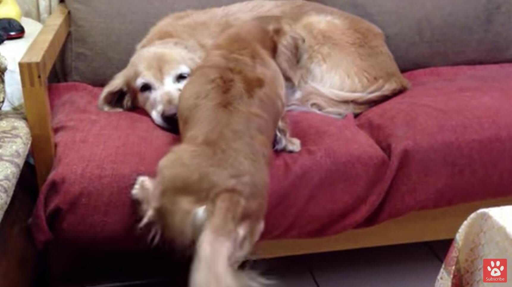 ダックスフンド,動画