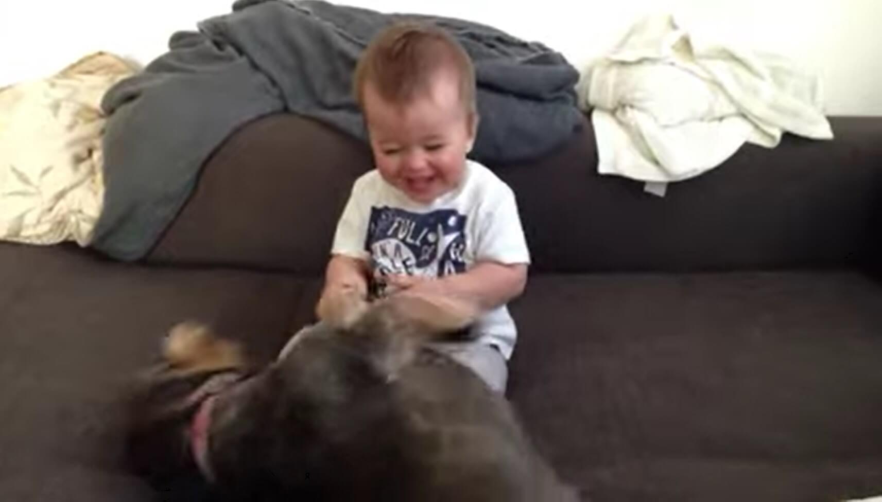 ダックスフンド,動画