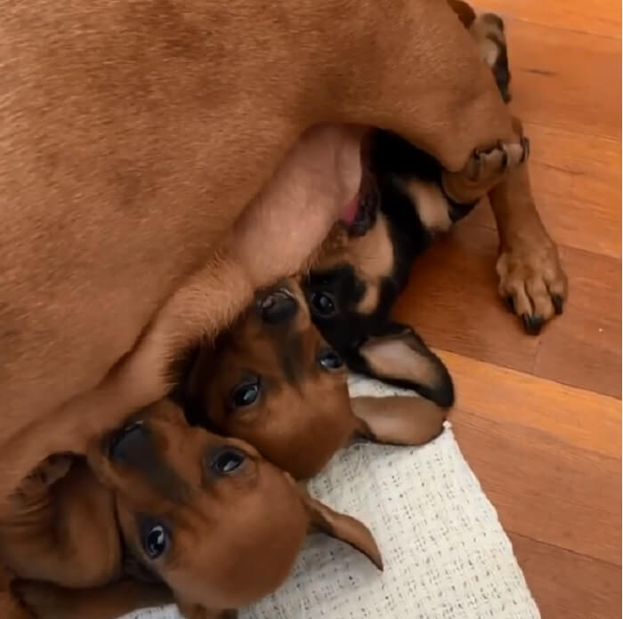 ダックスフンド,動画