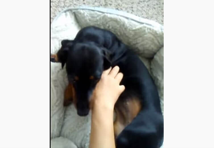 ダックスフンド,動画