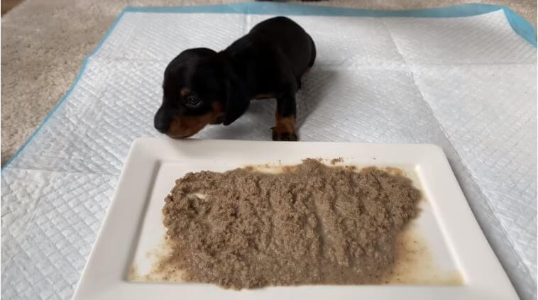 ダックスフンド,動画