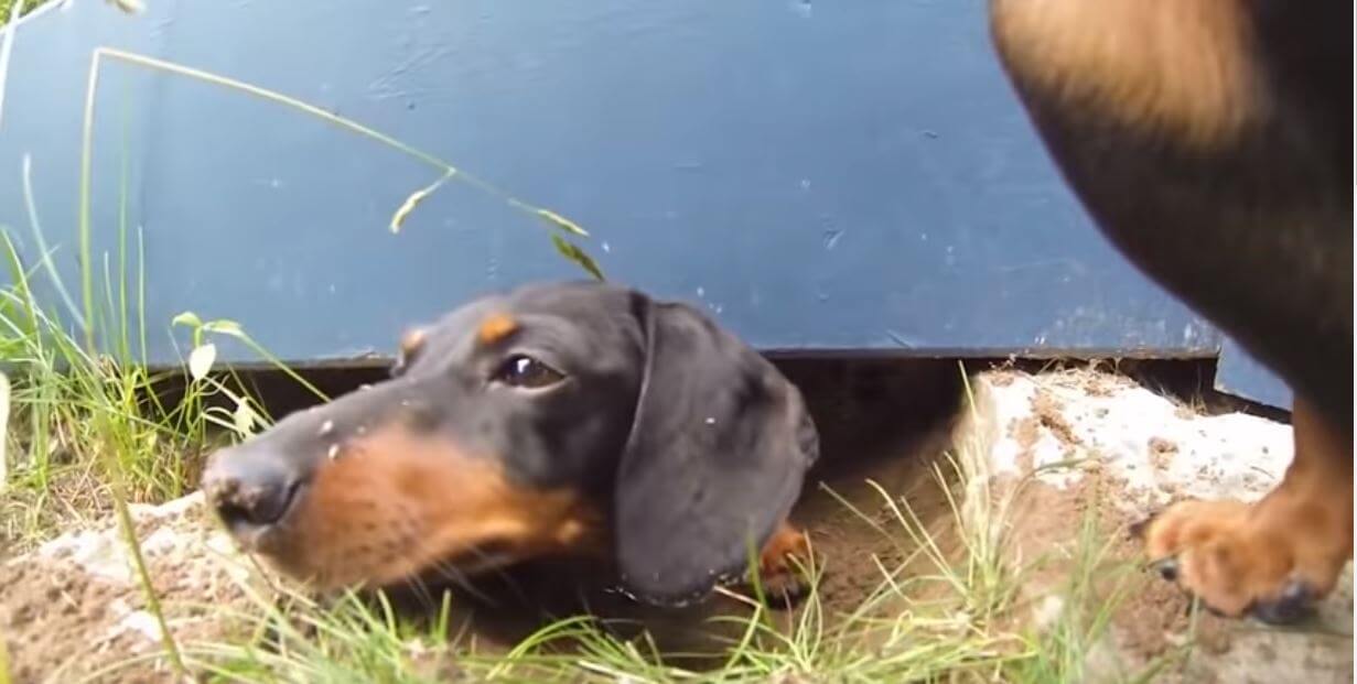 ダックスフンド,動画