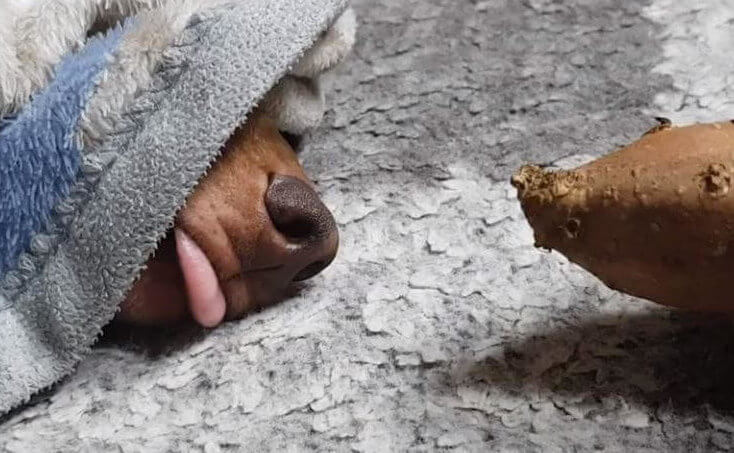 ダックスフンド,動画