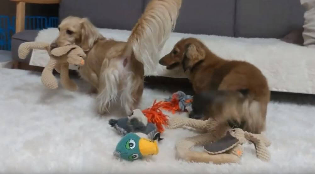 ダックスフンド,動画