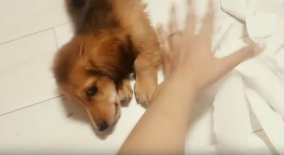 ダックスフンド,動画