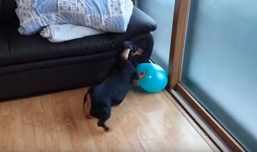 ダックスフンド,動画