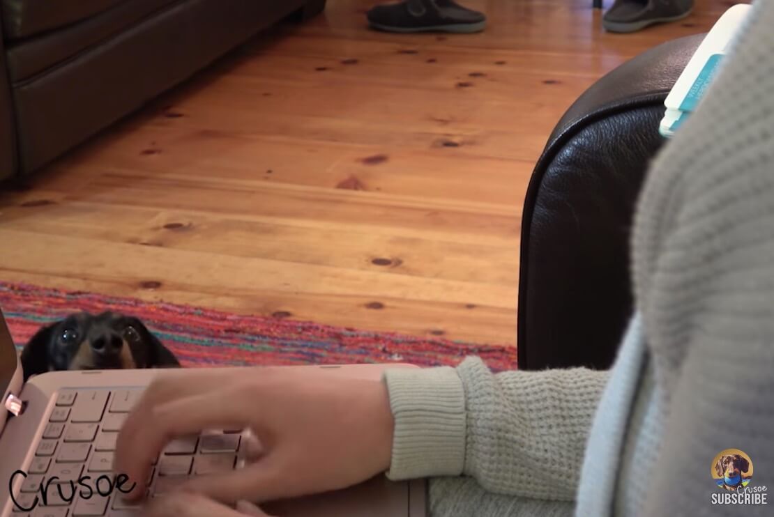 ダックスフンド,動画