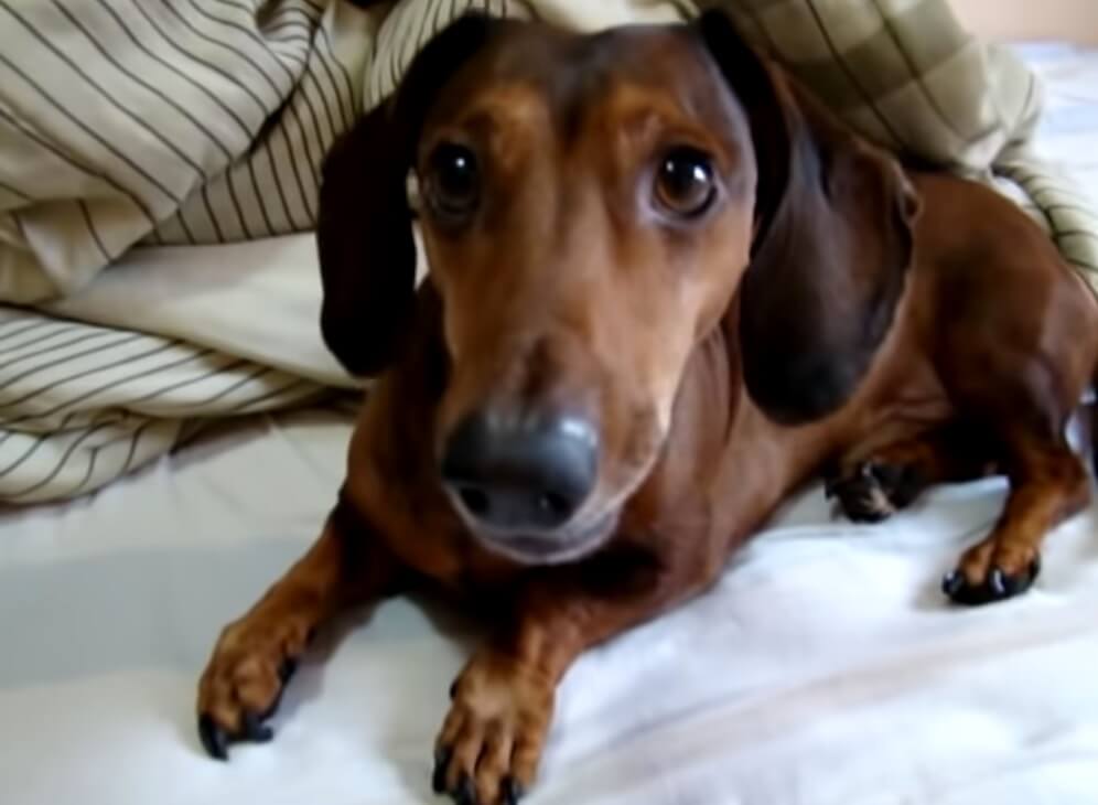 ダックスフンド,動画