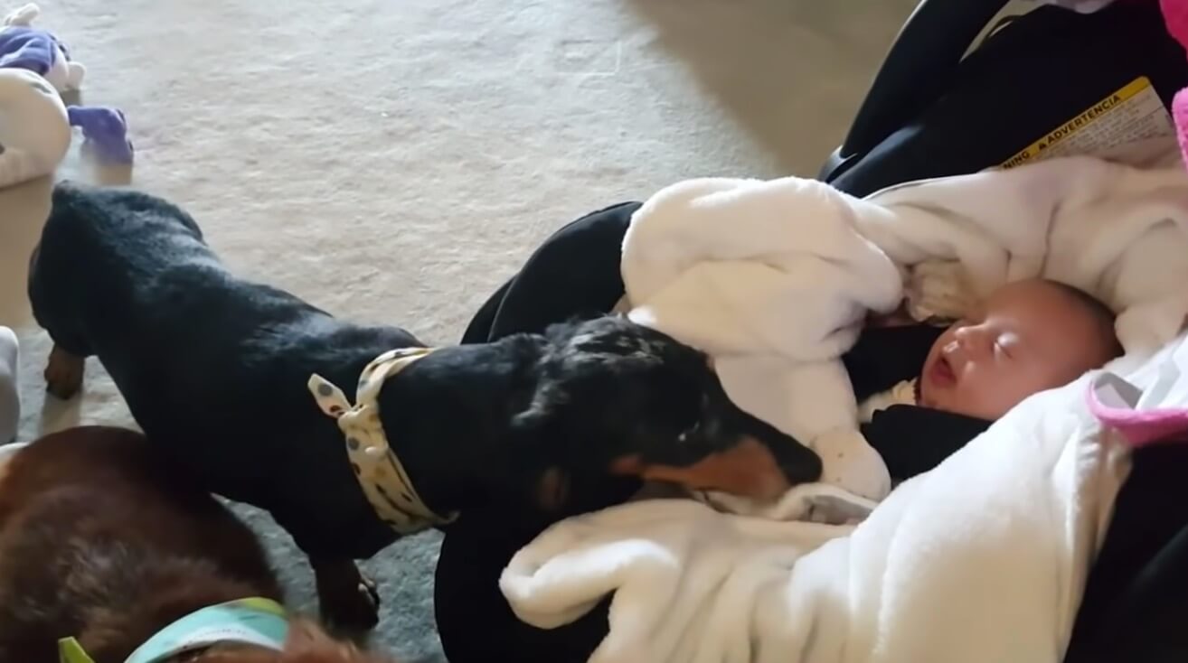 ダックスフンド,動画