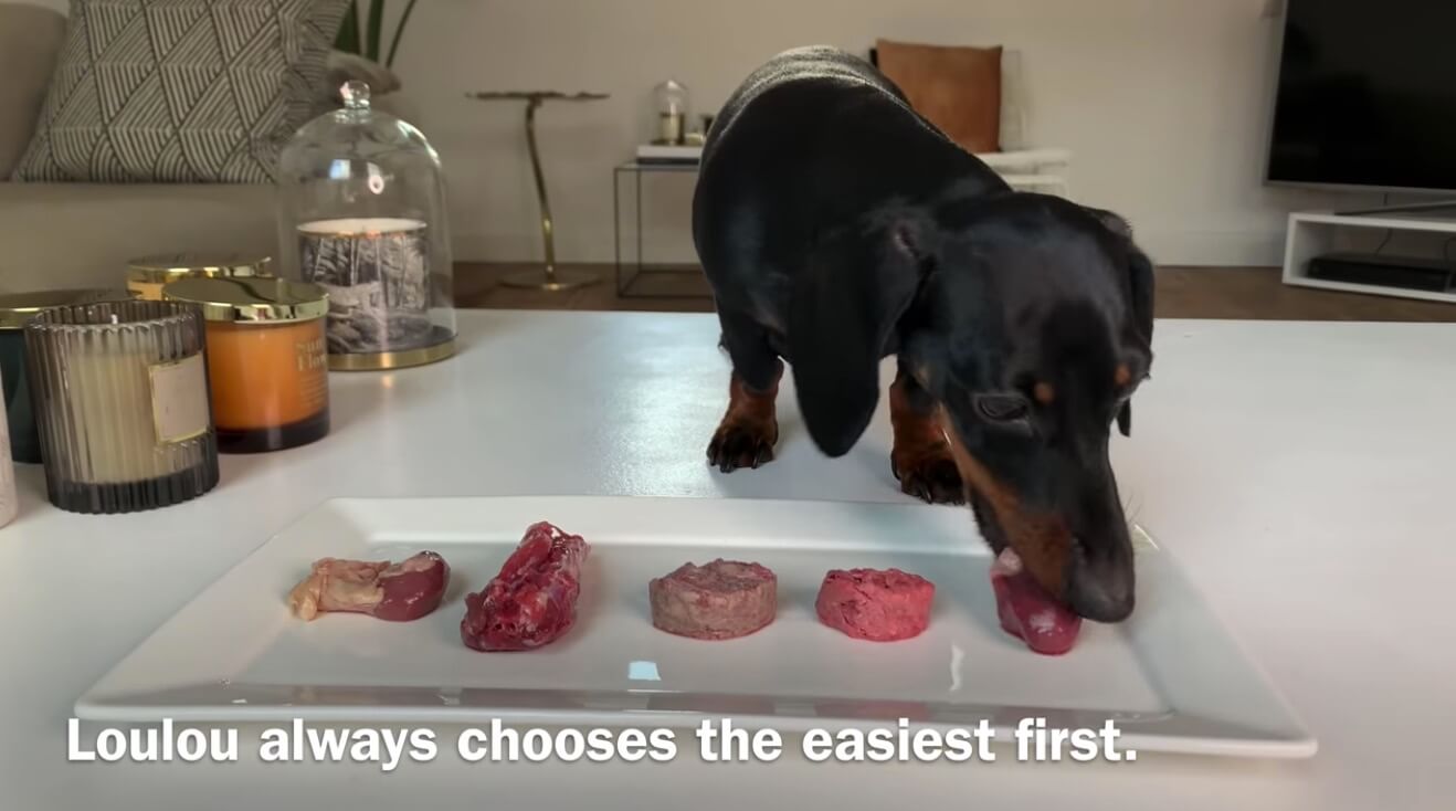 ダックスフンド,動画