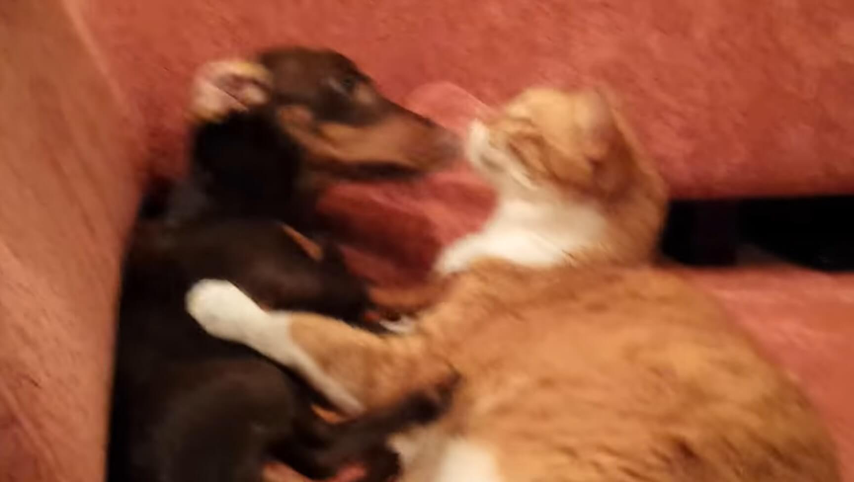 ダックスフンド,動画