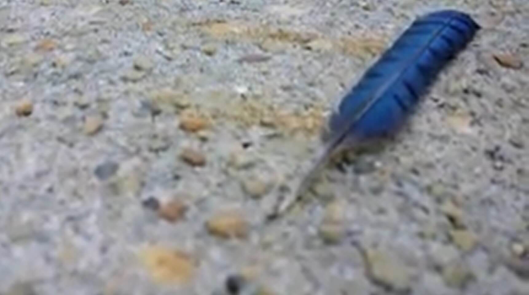 ダックスフンド,動画